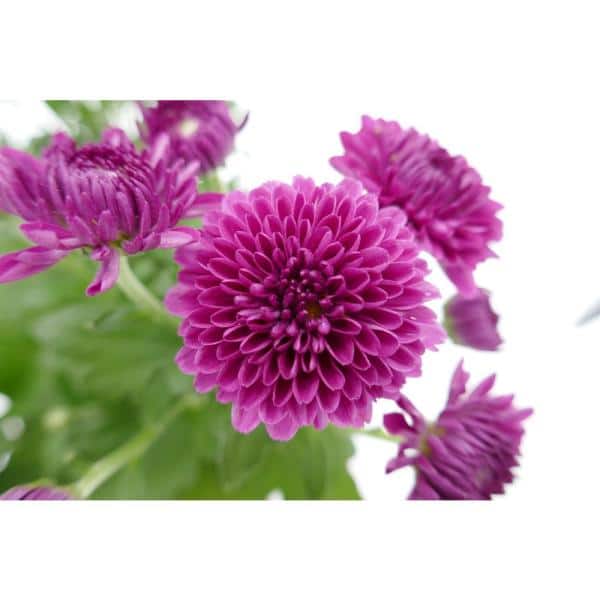 Facts East Africa on Twitter "FACT Uganda is the world's largest