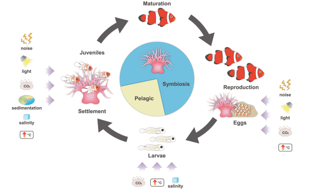 Everyone loves 'Nemo'! With <a href="/DrJDonel/">Jenni Donelson</a> and <a href="/timothyISBL/">Timothy</a> we reviewed the literature to see how #anemone #fishes will do with #future climate change. 
You can have a read here:
taylorfrancis.com/chapters/oa-ed…

#marinescience #anemone #teamfish #enviornmentalchange
<a href="/SWIMSHKU/">The Swire Institute of Marine Science (SWIMS) HKU</a>
