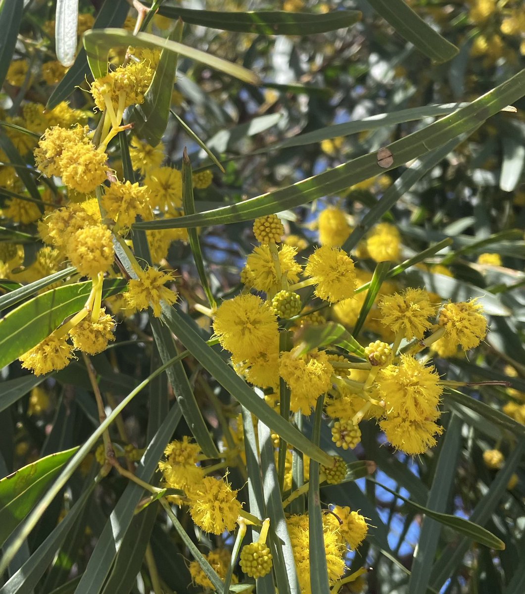 470Netti's tweet photo. Wattle it be…. Spring always delivers #wattle #spring #gooutsideplease https://t.co/HD1jcvASZl