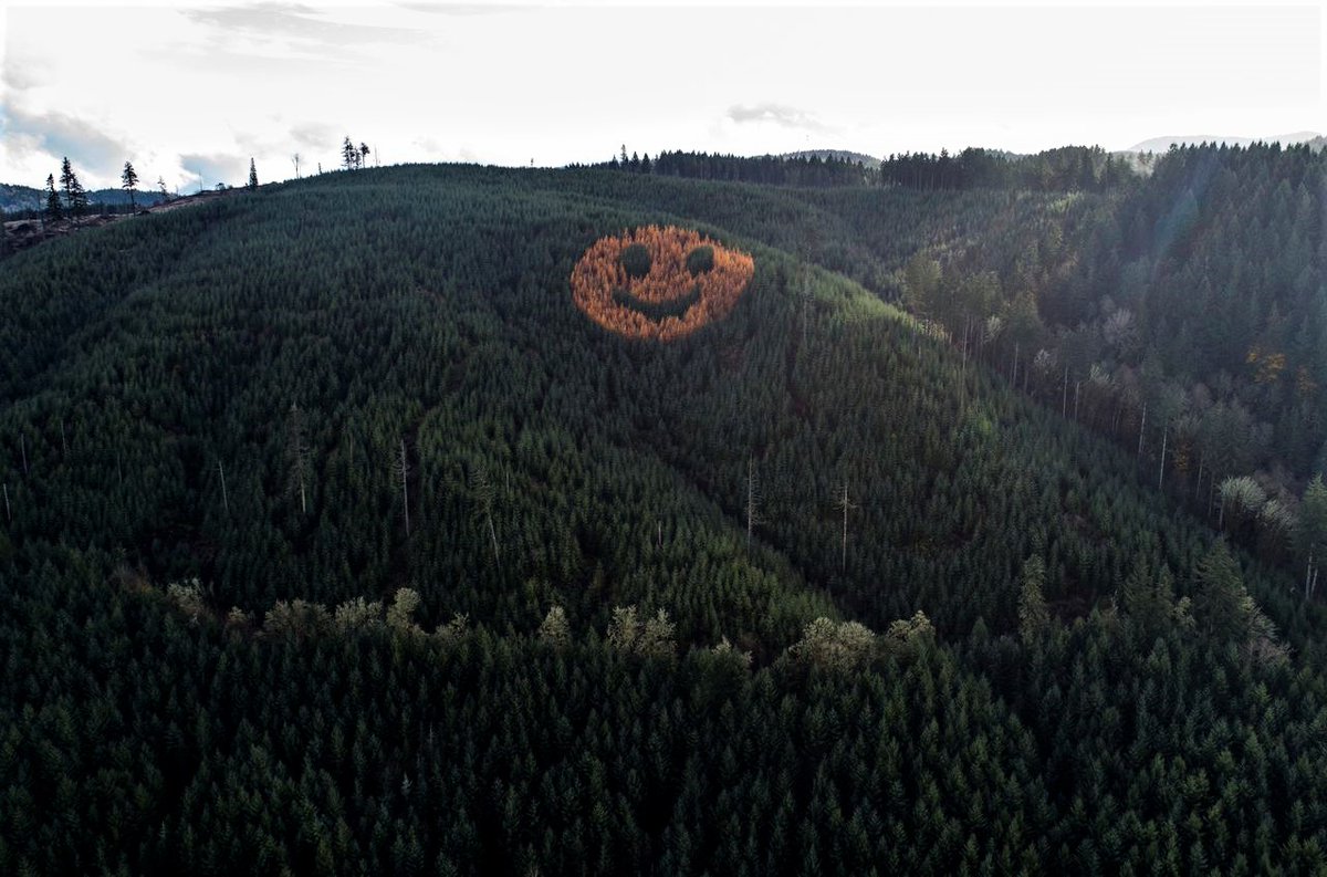 michaelfrost6's tweet photo. In 2011, David Hampton and Dennis Creel won the contract to reforest an area of Oregon with Douglas fir trees but decided to plant deciduous Larch trees amongst the fir trees so that every Fall they turn into a gigantic smiley face. I just love the sheer cheekiness of that! https://t.co/ziSpJd9q3V