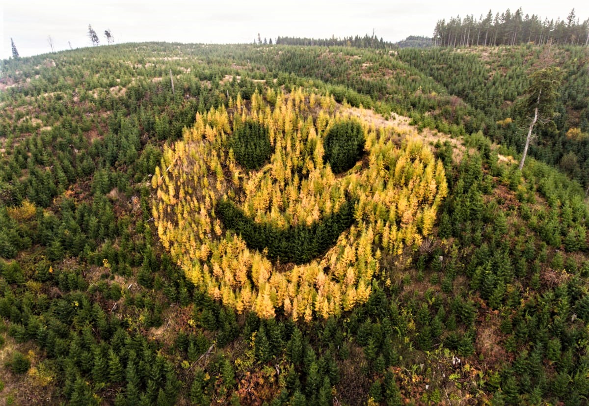 michaelfrost6's tweet photo. In 2011, David Hampton and Dennis Creel won the contract to reforest an area of Oregon with Douglas fir trees but decided to plant deciduous Larch trees amongst the fir trees so that every Fall they turn into a gigantic smiley face. I just love the sheer cheekiness of that! https://t.co/ziSpJd9q3V
