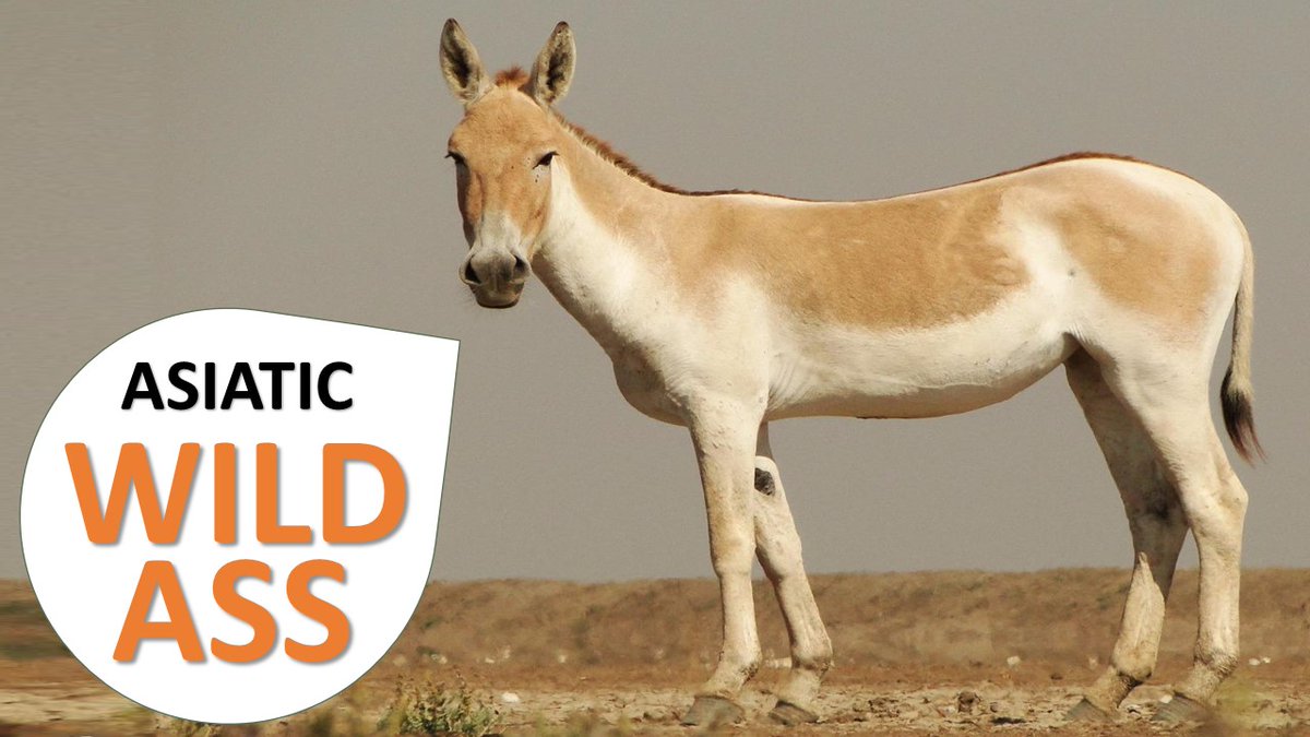 AnimalsNative tweet picture