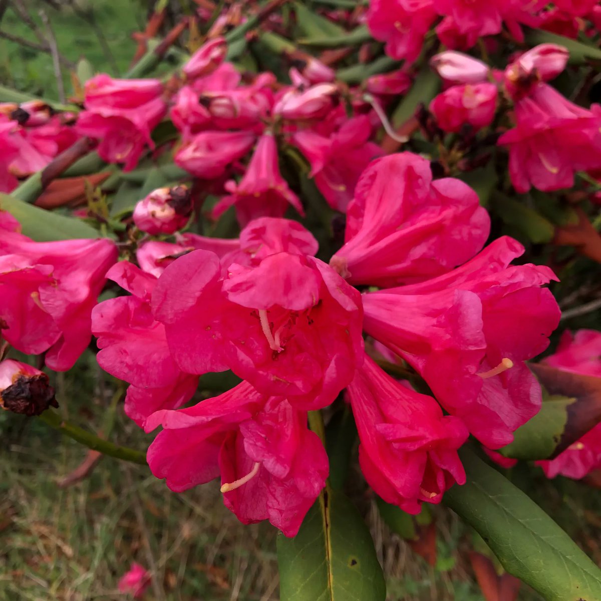 Loder_Plants's tweet photo. Felt a drop of rain and a crack of lighting, Think I might flower now,
Unkown Rhododendron at Loder plants RH13 6PP #rain #Plants #Garden #lightning #inbloom #inflower #englishgarden #Nurseries
@RCM_Group https://t.co/oZu48wSOtt