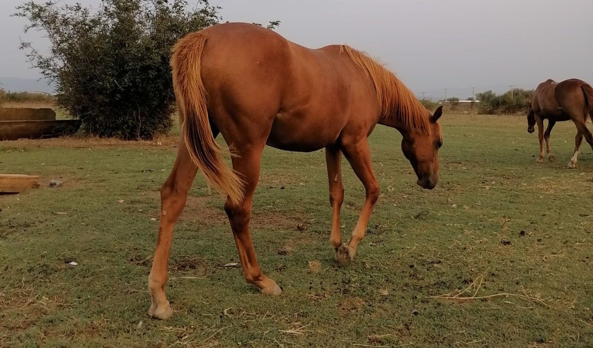 MetinMfg's tweet photo. #SatılıkTay #AlwaysPresident 2021 al dişi tayımız Satılıktır annesi Mrs.Lure #Yearling 170 bin tl irtibat 5362458068 @s_e_r_c_a_n_A https://t.co/2DG2mqynIX