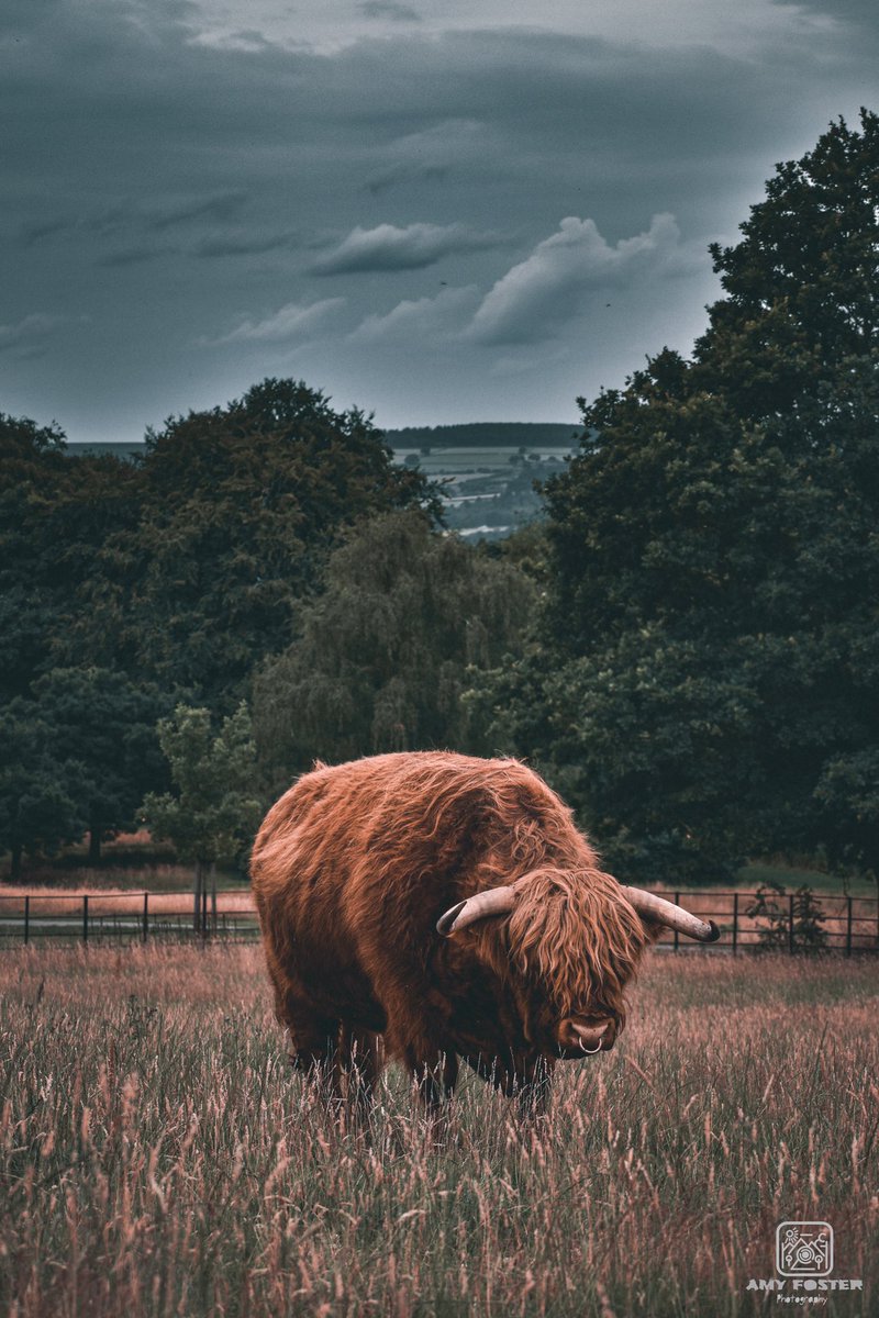 amyfoster_photo's tweet photo. Fluffy cow in the hills 🐮 

📸 Nikon D5600
✍️ Adobe Lightroom

#photography #photographer #Nikon #nikonphotography #nikoneurope #nikonownermagazine #nikond5600 #adobe #adobelightroom #photooftheday #photographersoftwitter #highlandcow #fluffycow #cow #nature #wildlifephotography https://t.co/NIv0XcaWA6