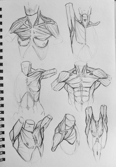 Daily study #26 chests and shoulders 
