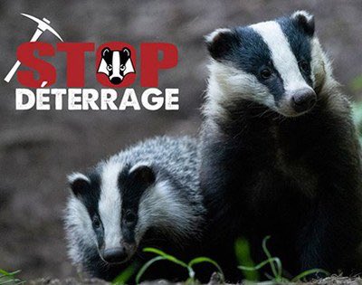 GuillaumGontard's tweet photo. #blaireaux 🦡🐾
Interdiction de la #vénerie sous terre, mode de chasse cruel qui relève d'une pratique d'un autre temps.

Déjà 80 0000 SIGNATURES POUR LA PETITION sur le site du @Senat "STOP DETERRAGE" 🦡🥳
=> Plus que 20 000 à trouver avant le 30/09 : https://t.co/iii3MbATsE https://t.co/ATzcKQCV2o