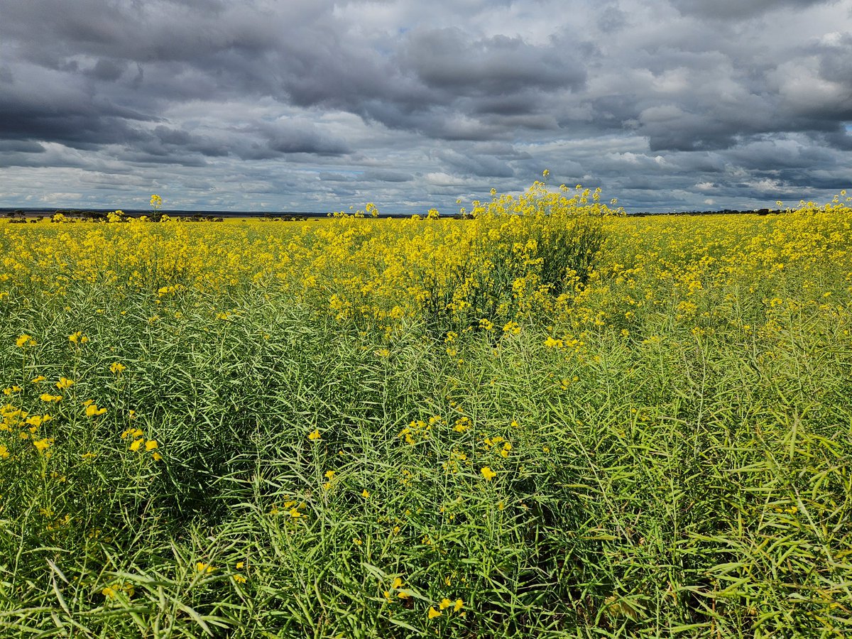 Ty Henning tweet media