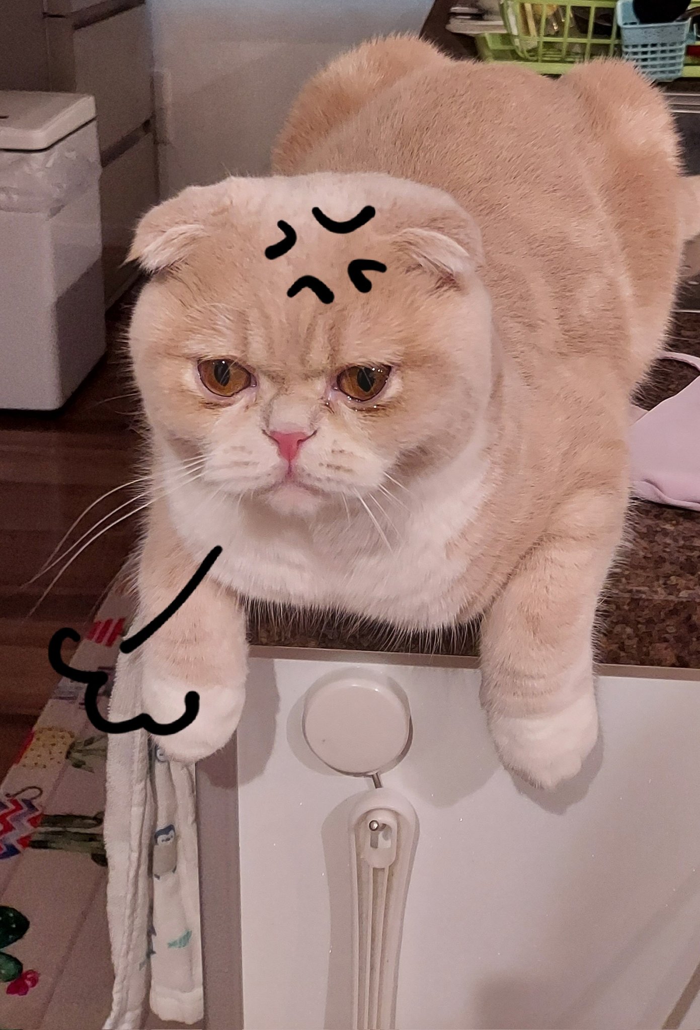 怒った猫 Twitter Search Twitter