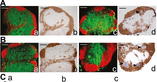 CEIjournal's tweet photo. 🆕 #Splenectomy modulates the immune response but does not prevent joint inflammation in a mouse model of #RheumatoidArthritis

@EsamKhanfar et al. suggest that absence of the spleen was compensated by other peripheral lymphoid organs

#OpenAccess 👉https://t.co/15TiiUIj32 https://t.co/eF0iFqwOWr