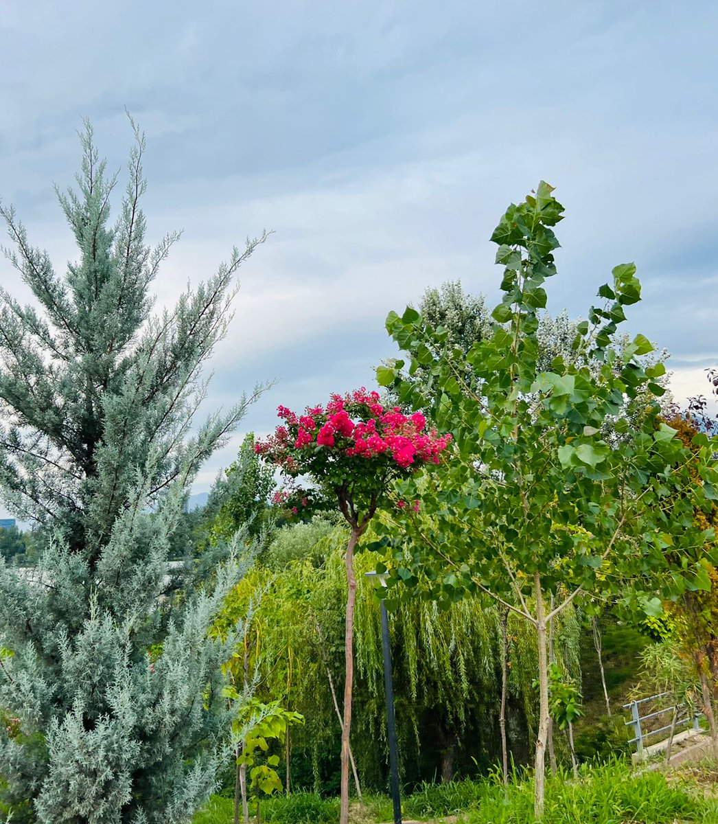 aprtirana's tweet photo. Mëngjes shtatori në Parkun e Liqenit!🏞️🌺🌳🌿 https://t.co/NkUkq9BDoG