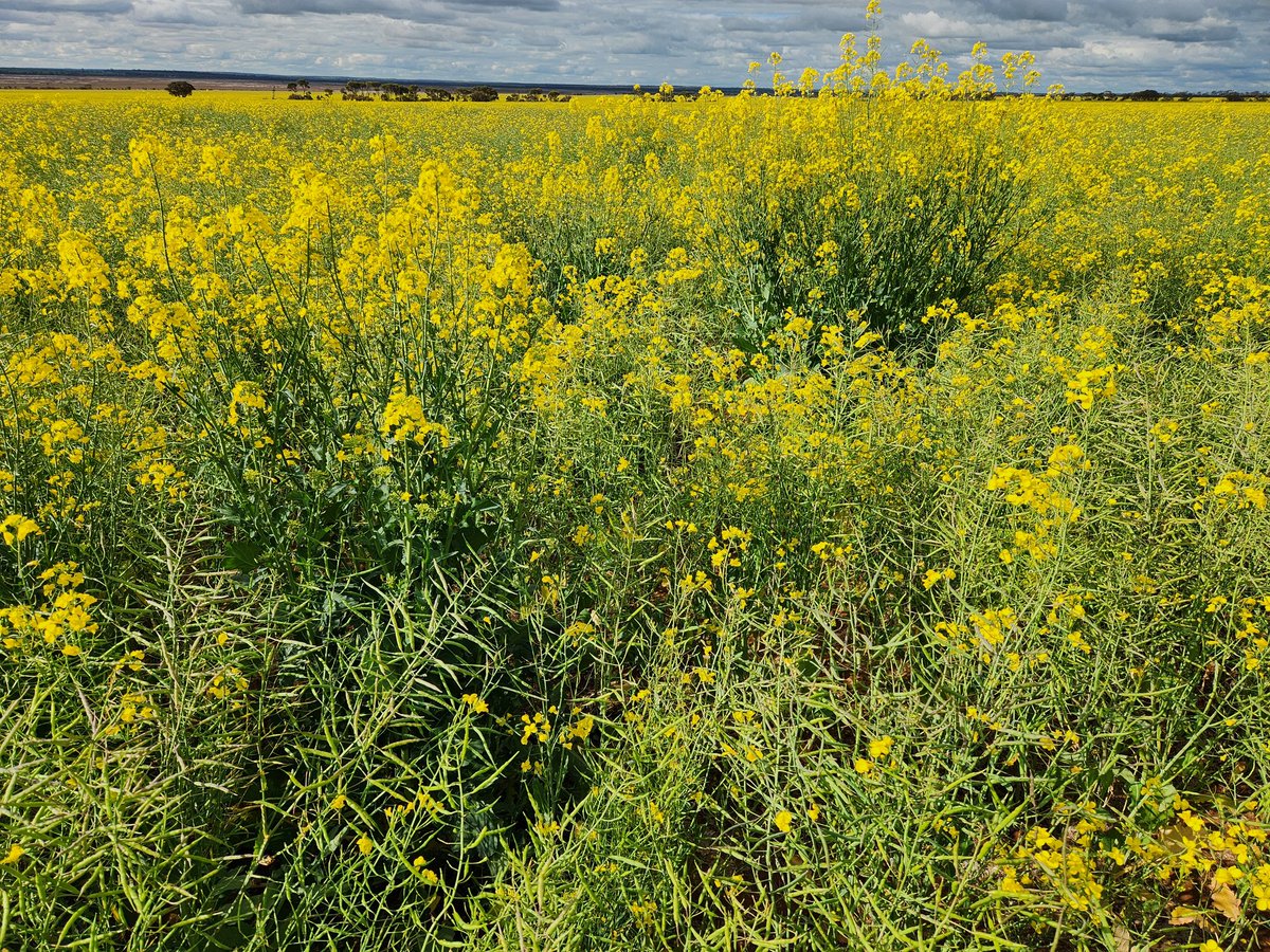 Ty Henning tweet media