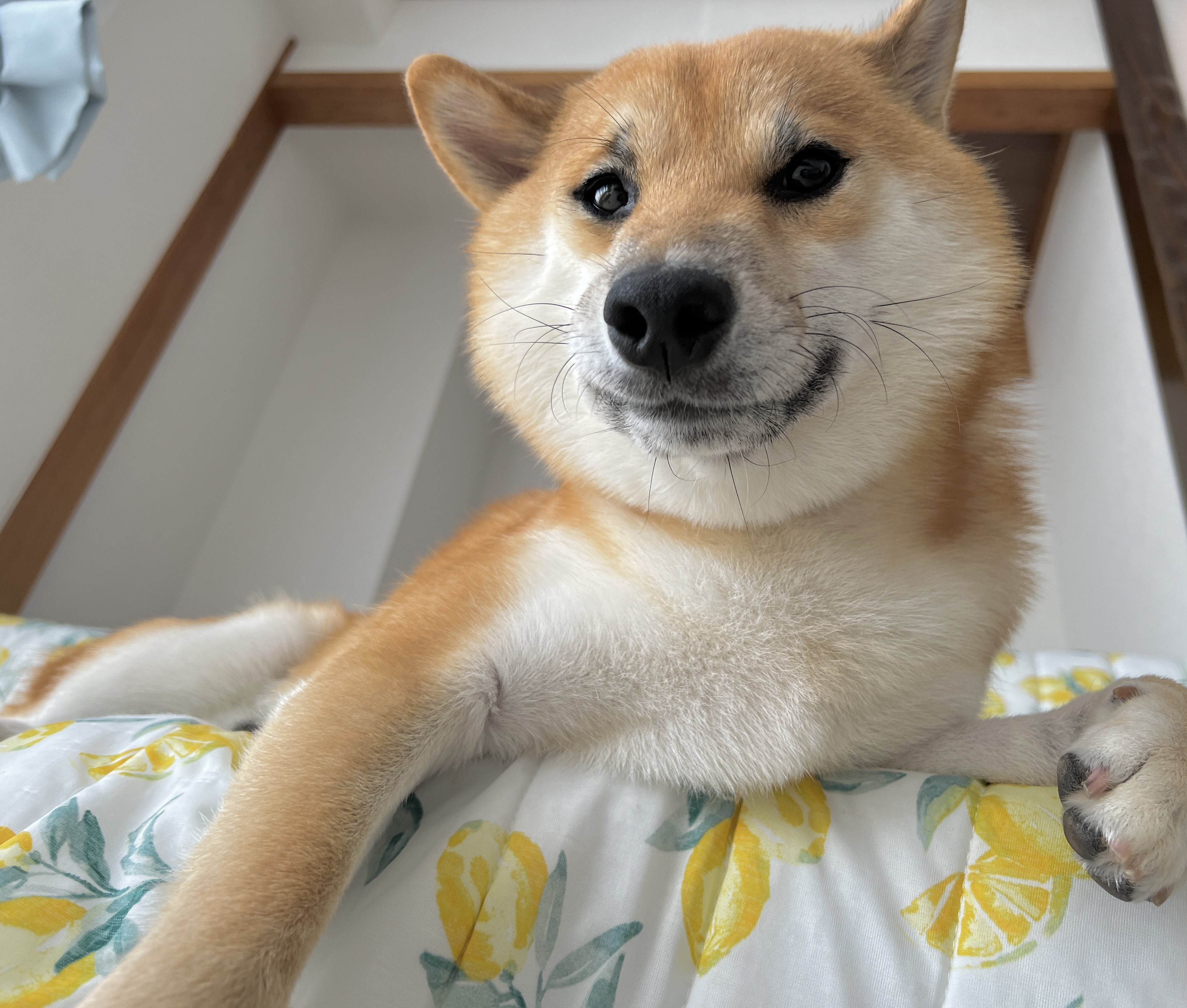 柴犬の柴田 Shibashibata 22 Twitter