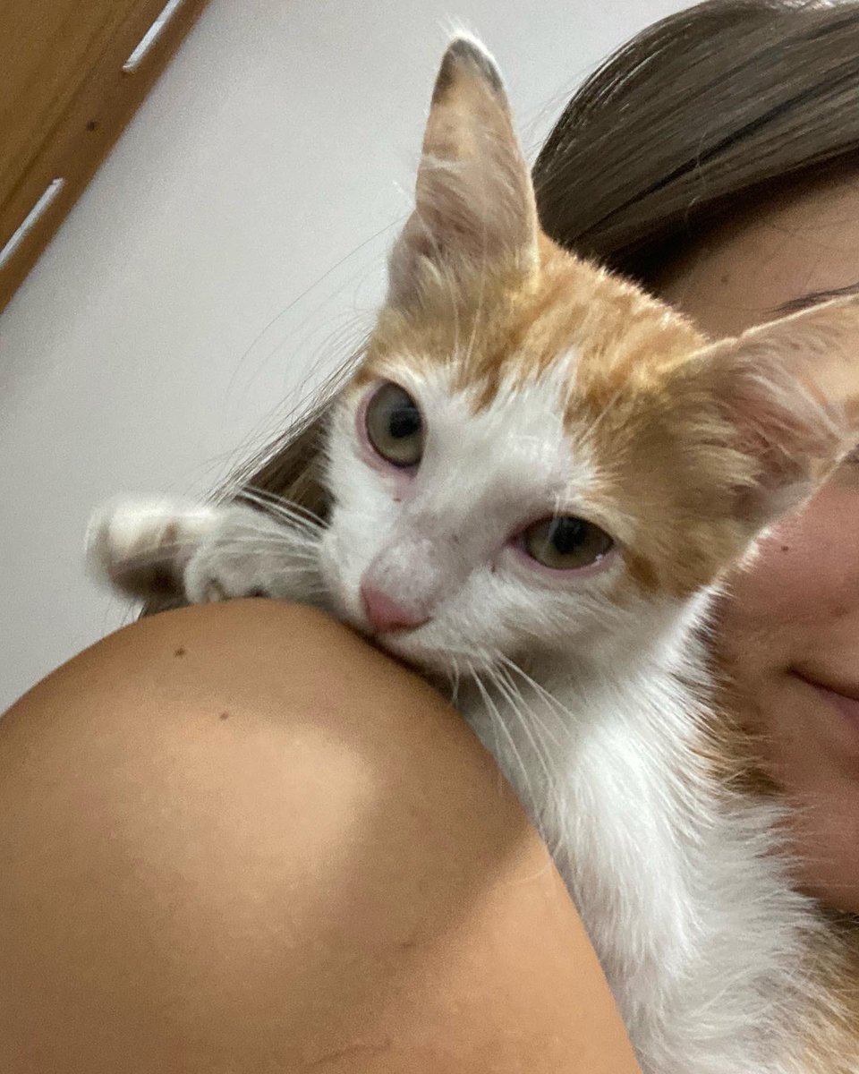 Giizzeemmc's tweet photo. ~Sahiplendirme ilanıdır~
Bu ufaklığı dün akşam otobanda arabamızın motoruna girmesi sonrası büyük uğraşlarla kurtardık🥺 onca hırpalanma ve yorgunluğa rağmen bize alışması ve sevecen yüzünü göstermesi yarım saat bile sürmedi. Hayatımda gördüğüm en sevgi dolu kedi diyebilirim. https://t.co/wwdcqevwAH
