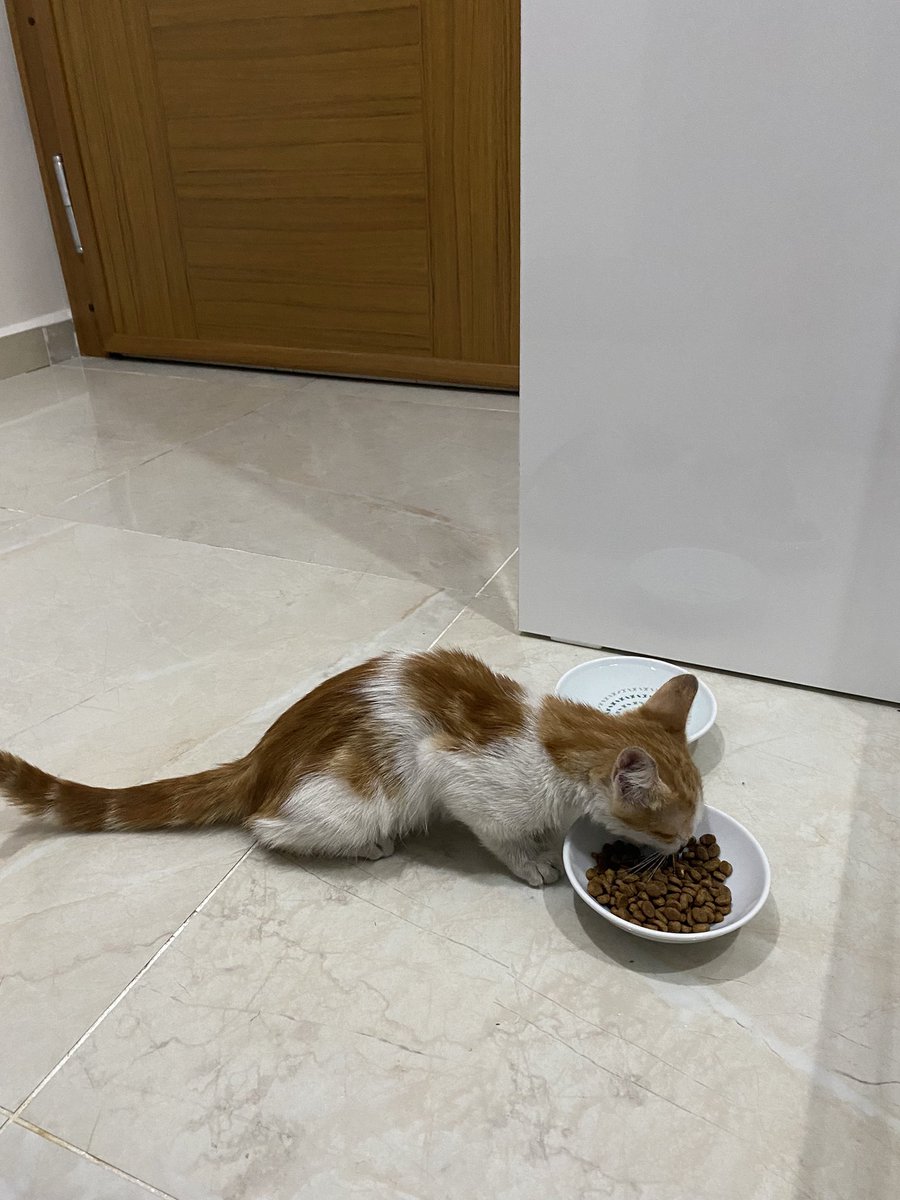 Giizzeemmc's tweet photo. ~Sahiplendirme ilanıdır~
Bu ufaklığı dün akşam otobanda arabamızın motoruna girmesi sonrası büyük uğraşlarla kurtardık🥺 onca hırpalanma ve yorgunluğa rağmen bize alışması ve sevecen yüzünü göstermesi yarım saat bile sürmedi. Hayatımda gördüğüm en sevgi dolu kedi diyebilirim. https://t.co/wwdcqevwAH