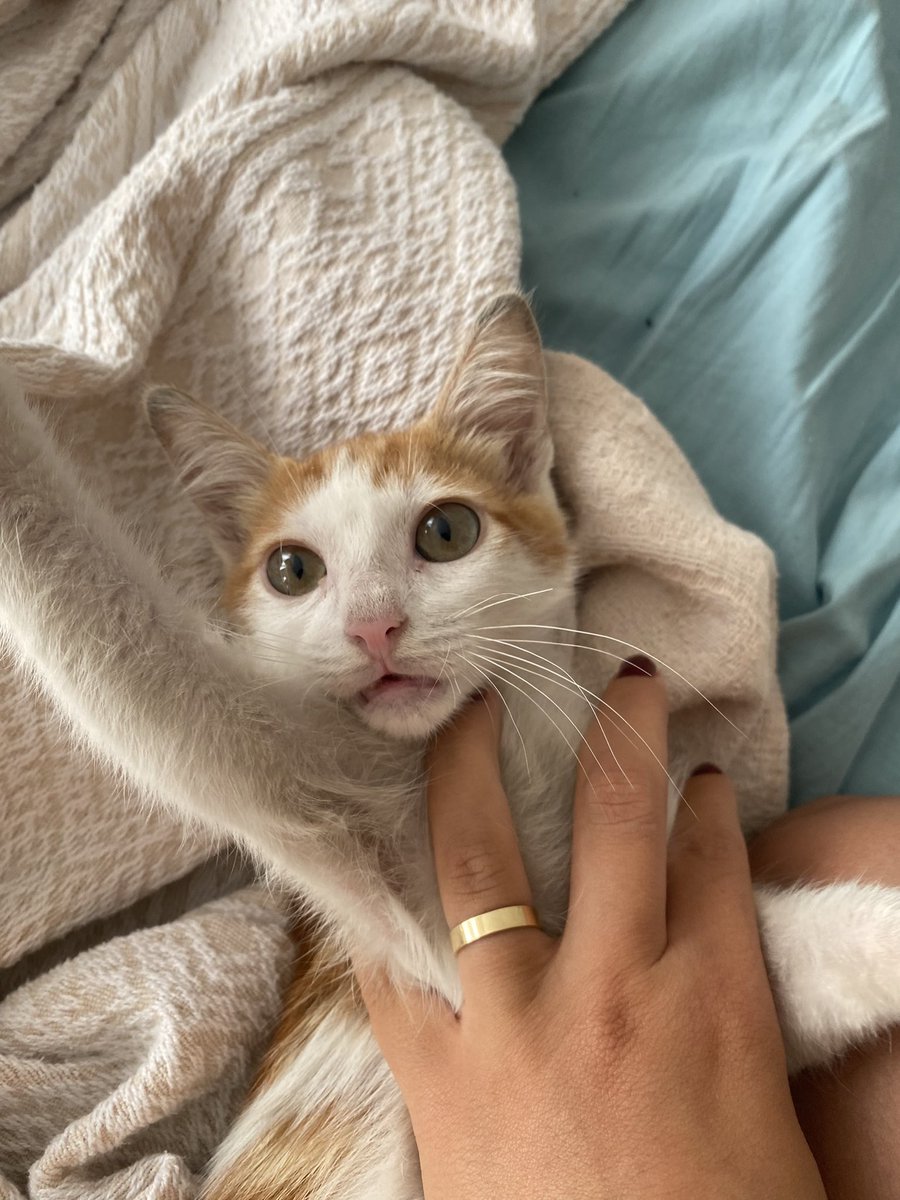 Giizzeemmc's tweet photo. ~Sahiplendirme ilanıdır~
Bu ufaklığı dün akşam otobanda arabamızın motoruna girmesi sonrası büyük uğraşlarla kurtardık🥺 onca hırpalanma ve yorgunluğa rağmen bize alışması ve sevecen yüzünü göstermesi yarım saat bile sürmedi. Hayatımda gördüğüm en sevgi dolu kedi diyebilirim. https://t.co/wwdcqevwAH