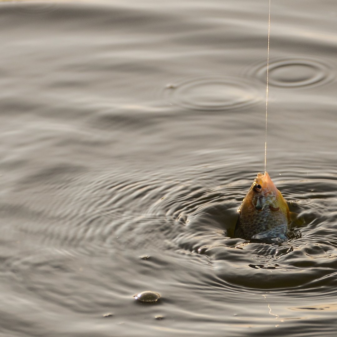 ChipteeA's tweet photo. Fishing....

#fishing #fishinglife #fishingaddict #FishingLine #fishingtrip #fishingislife #fisherman #fish #water #watersport #sport #hobby #chipteeamz #Freshwater #angler #Beautiful #Days https://t.co/Azilw8xq9h