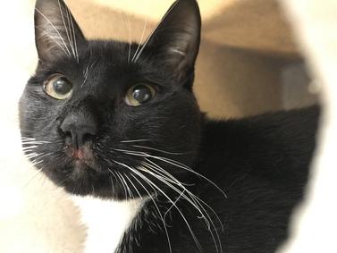 DubJH1009's tweet photo. https://t.co/UKKoJQkl3m #NeedsHelp #MustGetHelp #HelpASAP #RedAlert #SOS #Mayday #DoSomethingPlease #Emergency #Desperate #nyc #cats https://t.co/OE0dvWTTsz