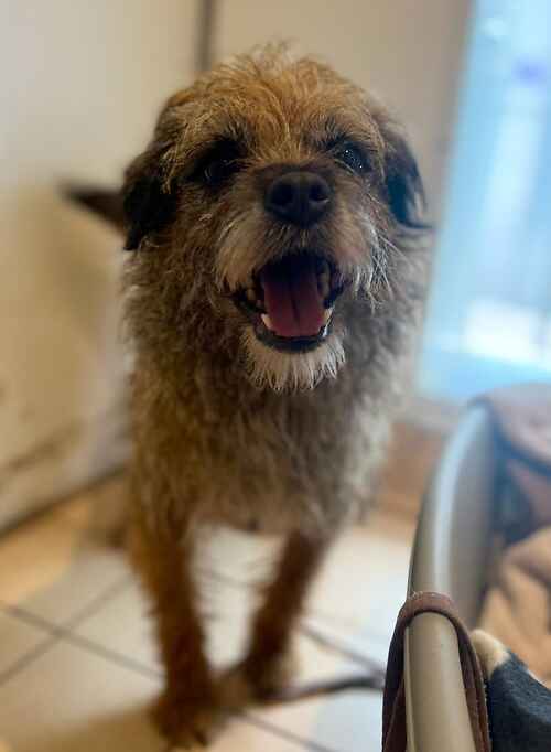 AdoptionsUk's tweet photo. Please retweet to help Cadbury find a home #KENT 
#UK.  

Lovely Border Terrier aged 4, he gets on will with other dogs and will make a wonderful pet. Please contact the shelter for more information 🐶✅

DETAILS or APPLY👇
https://t.co/isJIm3dPz0
#BorderTerrier #dogs #pets https://t.co/BPA3FDH8dr
