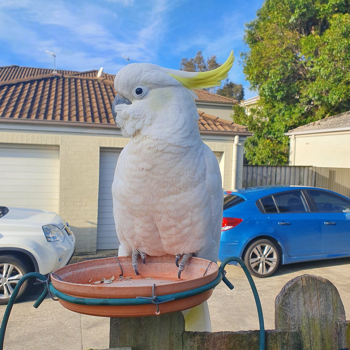 pinstachiio's tweet photo. This handsom guy made an appearance in my yard today!! Makes me want to draw more birbs π₯ #birb #cockatoo #birdart #australiananimals #cuteanimals #aussiebush https://t.co/o7rcosexQL