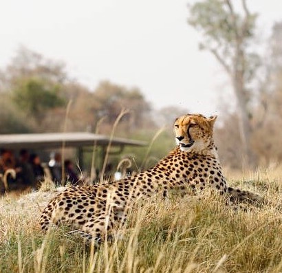 Can you outrun the Leopard? Why don’t you join us as we chase the best destinations in the wild.. FUN FACTS! “Leopards are fast felines and can run at up to 58km/h! 
Email us: reservations@africazim-travel.com
#Ngorongoronationalpark #Travelphotography📷 #Travelphotography