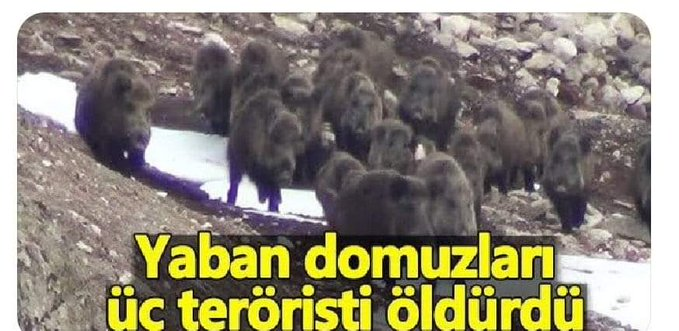 ErdenGokay's tweet photo. Ne güldüm habere artık teröristlere domuz demicem çünkü domuzlar bile terörist öldürüyor https://t.co/nnEKRFMKV7