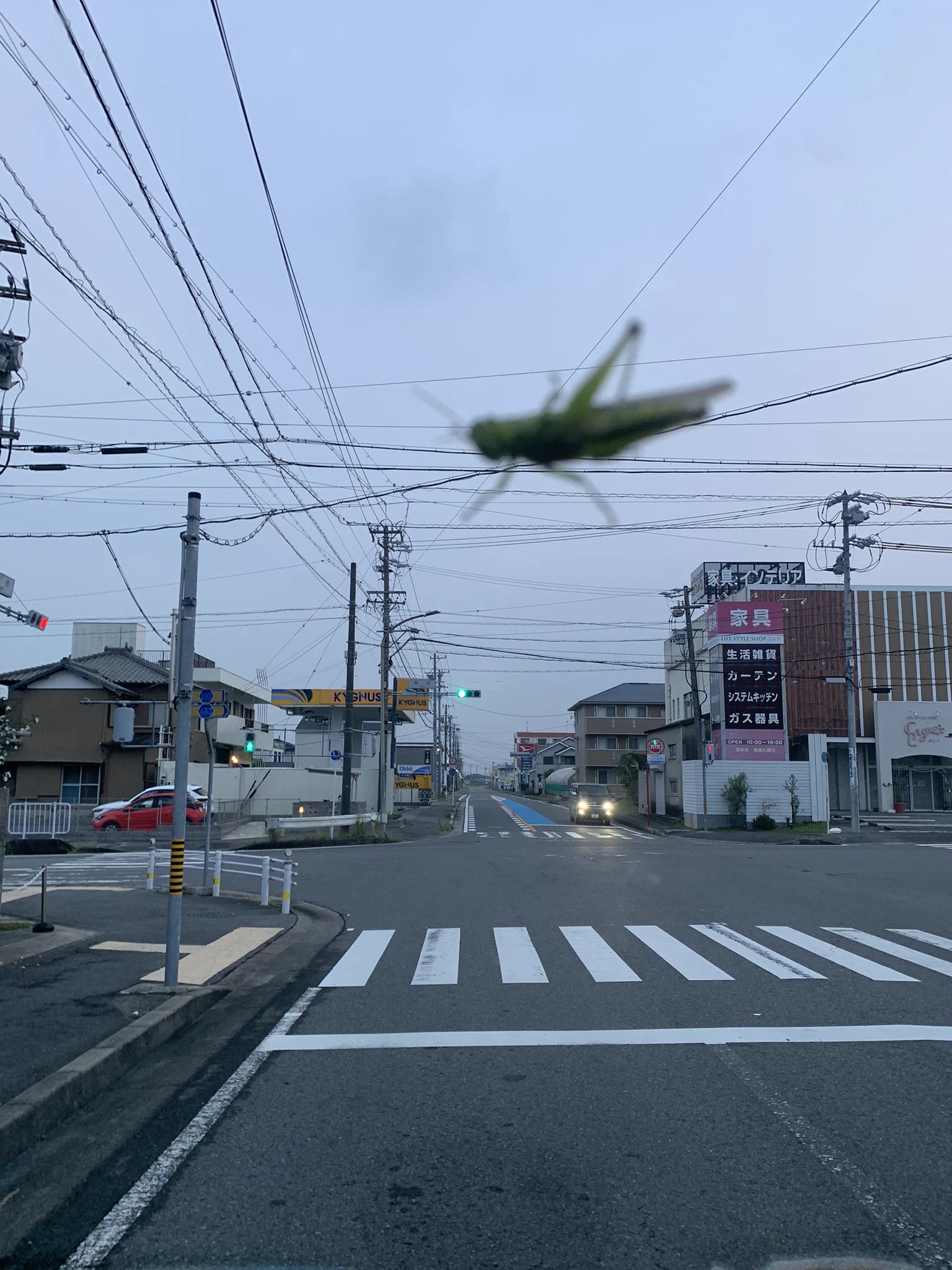 @Yaramari_Doukyo 僕も遠近法でクソデカバッタが降臨した事があります。。。 