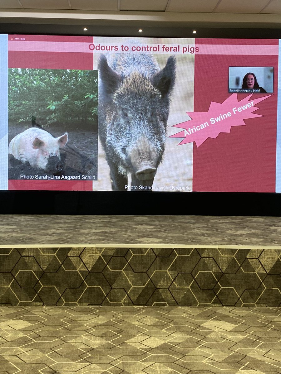 Maria Vilain Rørvang tweet media