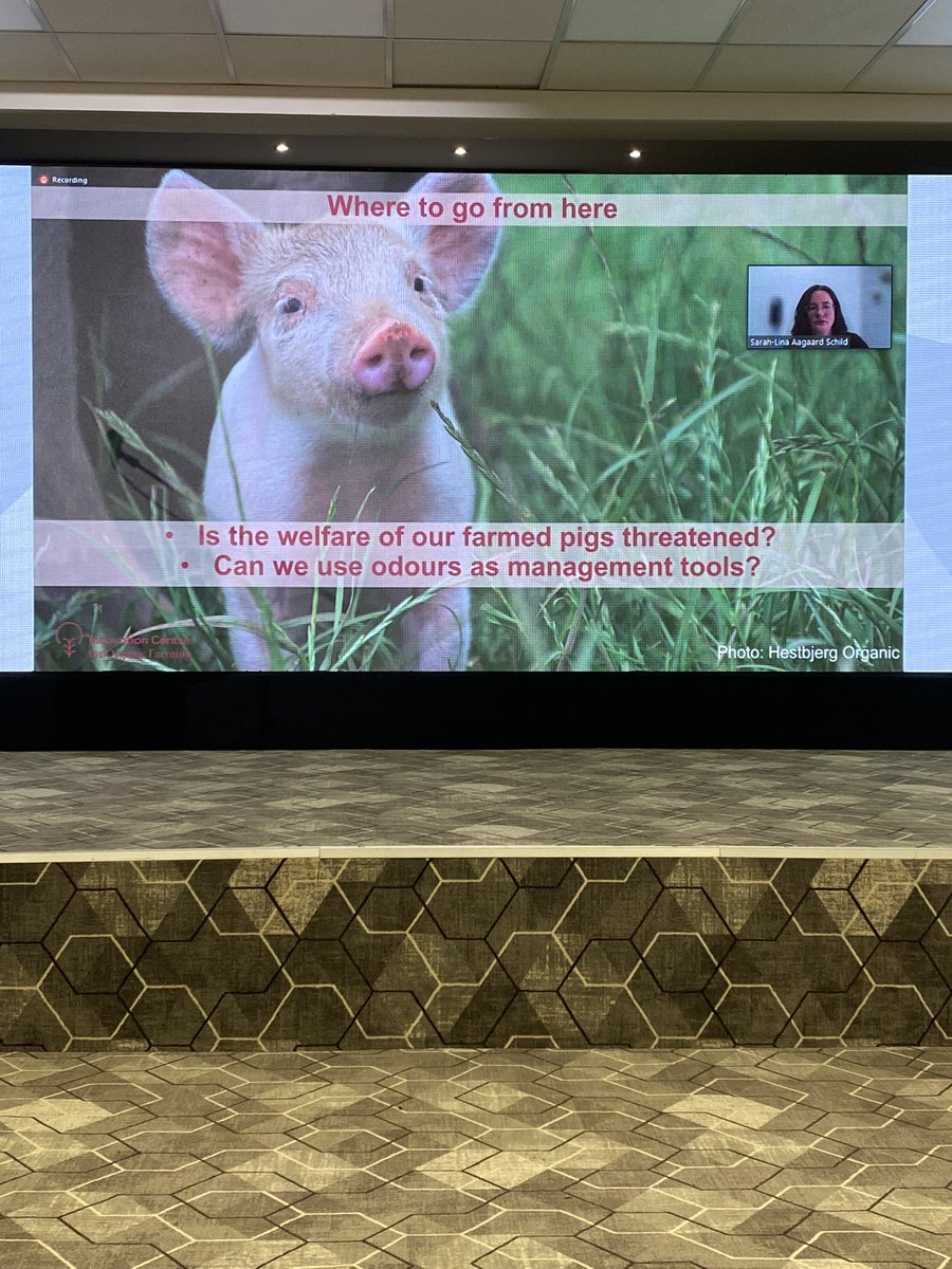 Rockstar @aa_schild presenting our review in a plenary talk #isae2022 highlighting importance of pig olfaction and the need for more research. 
#smellthis #pigolfaction #pigwelfare