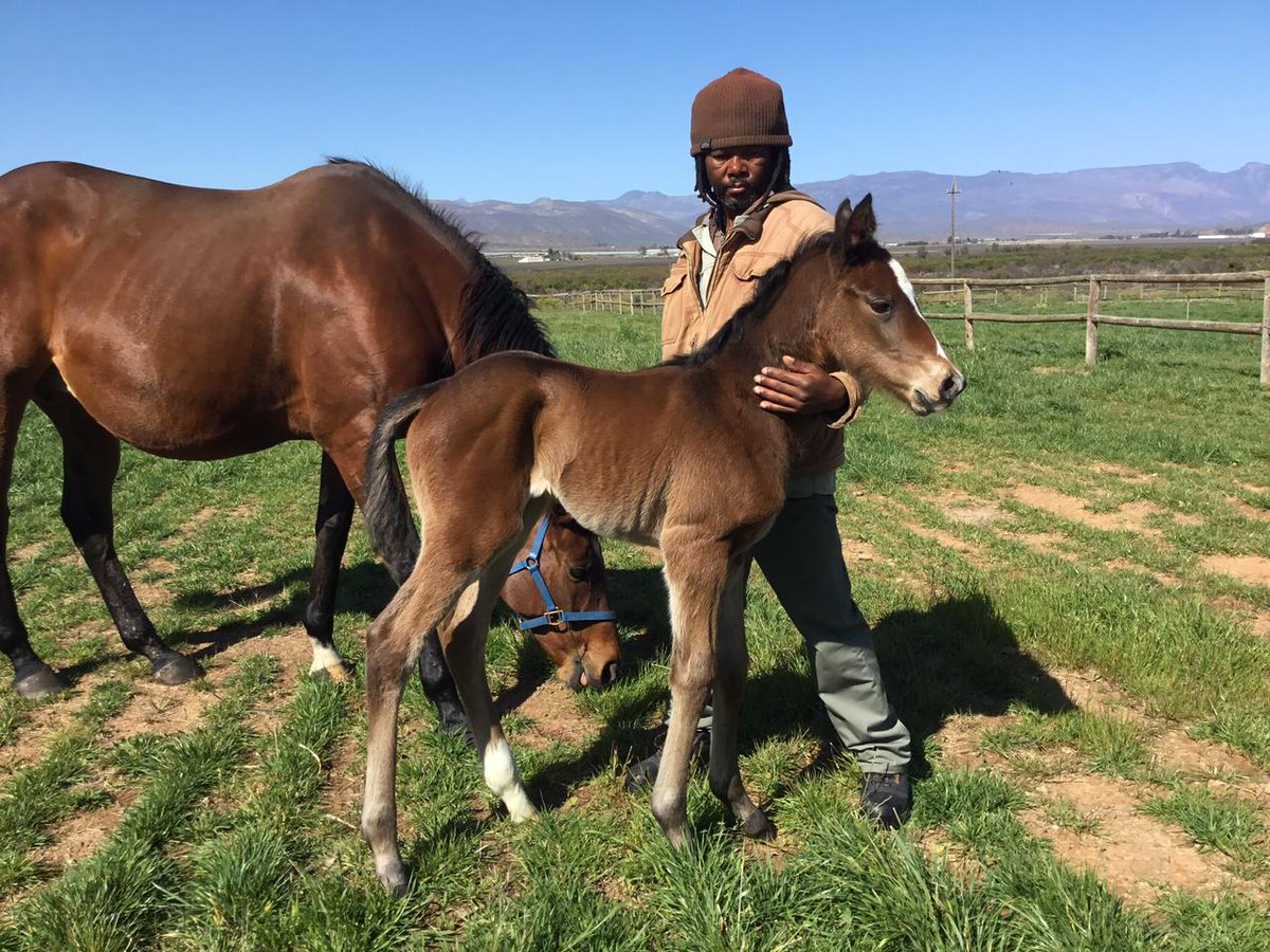 pendenra's tweet photo. Our first this season: Querari filly ex Maria Teresa at 24 hours https://t.co/Ot8kUNv1Zk