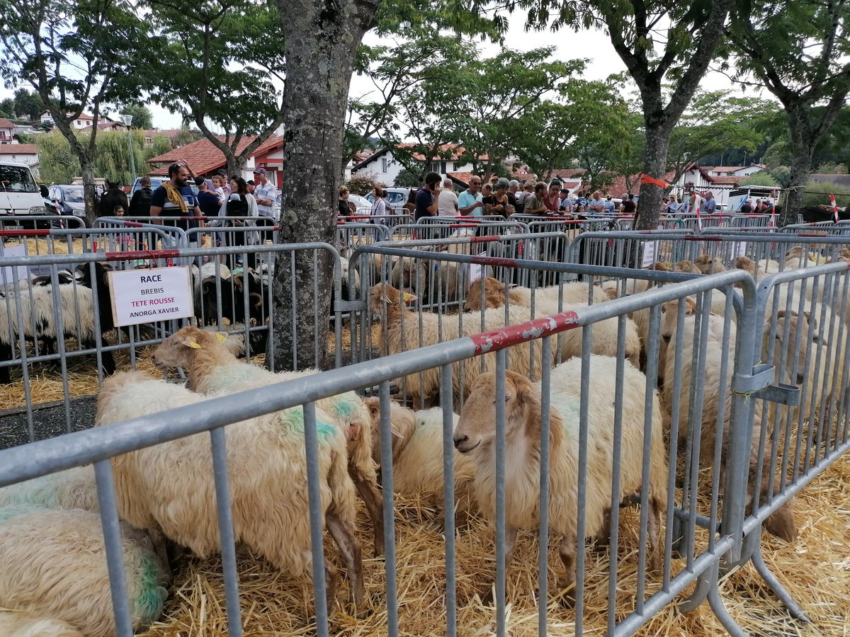 VDewitte's tweet photo. C'est jour de comice à Urrugne !
Un grand moment pour les éleveurs. Un retour attendu depuis trois ans, proposé dans le cadre des fêtes locales de la Bixintxo
#agriculture
#tradition
@SO_Paysbasque https://t.co/Zy1nhR6yJl