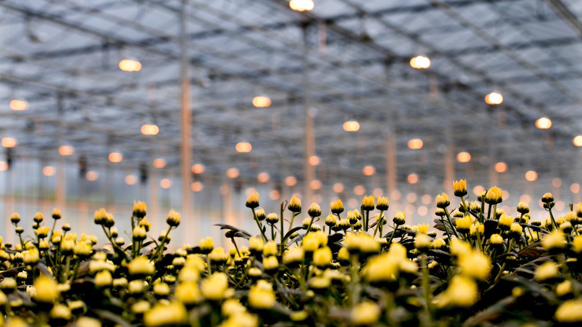 Van Iperen tweet media