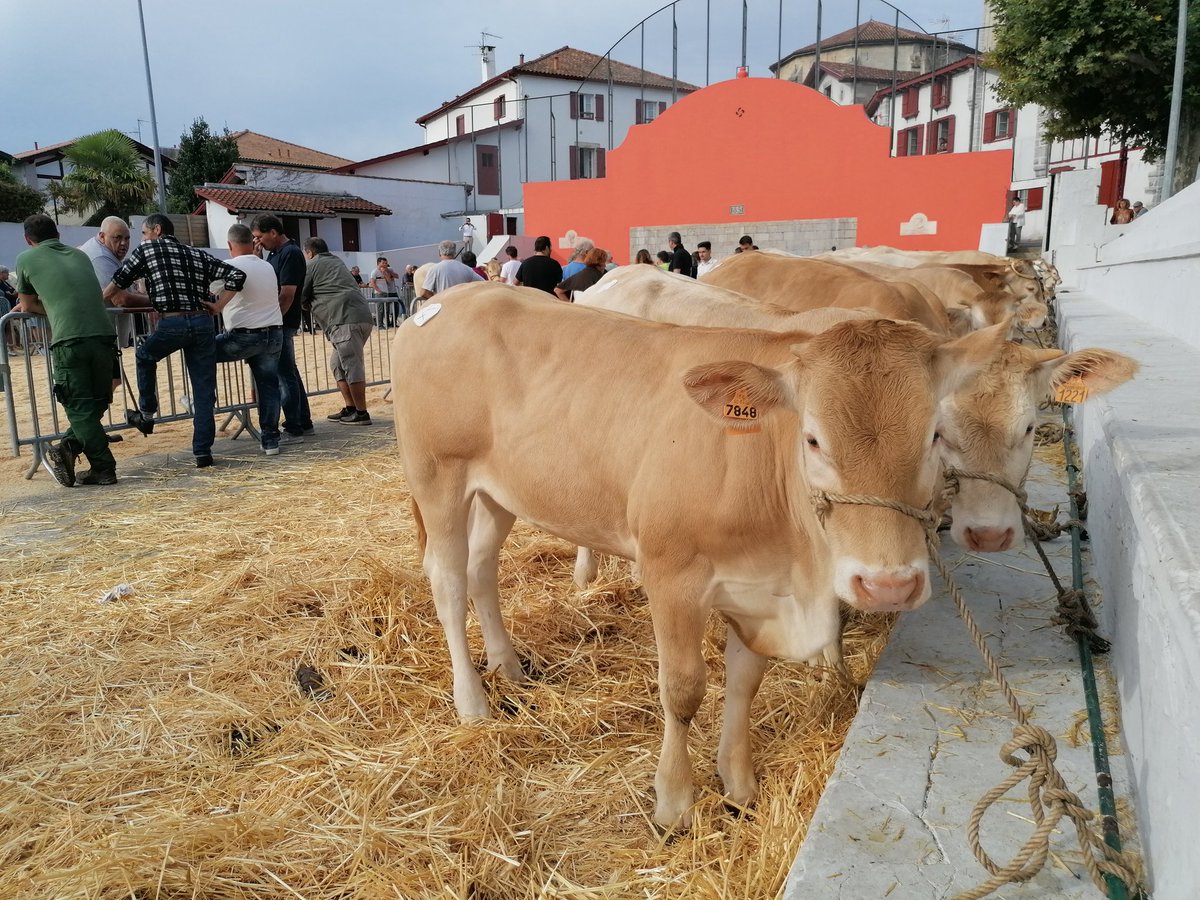 VDewitte's tweet image. Les choses sérieuses, sur la place du fronton...
#urrugne #bixintxo #agriculture #tradition