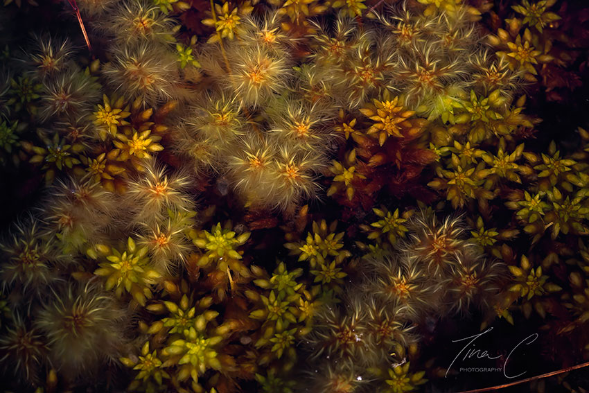 Winter is a fascinating season, and a most wonderful time to truly appreciate the #sphagnum mosses, the essence of the bog. As the surrounding flora colour fades in Winter, the bog pools are teeming with sphagnum life. A Winter sphagnum bouquet #Portal #WINTER #irishbogs