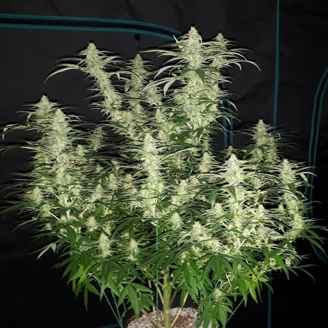 spliffseeds's tweet photo. Moon Walker Kush 🚀week 6 of flowering.
📸:Rock_n_Roll_Randy
#spliffseeds #moonwalkerkush https://t.co/iDfEvIGpEO