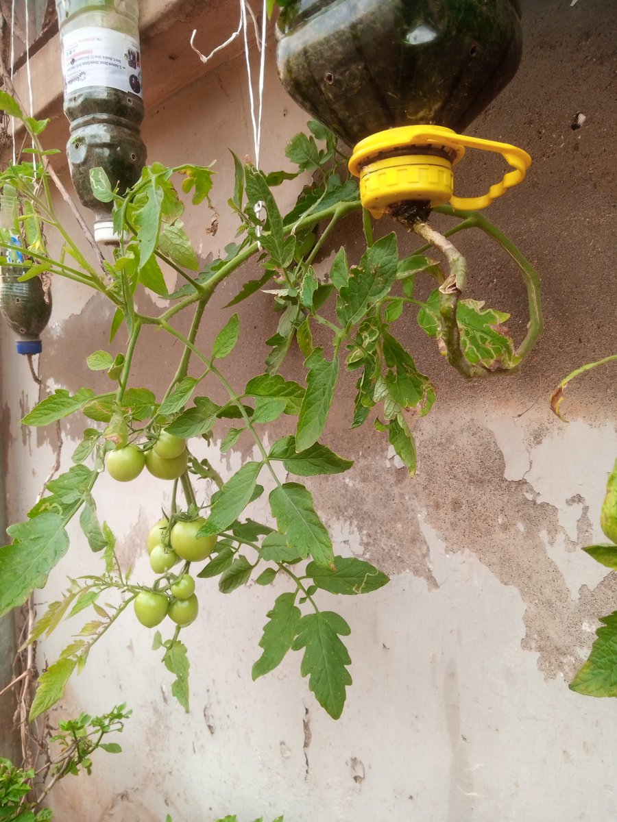 ekundayo_dami1's tweet photo. I used to have a farm land where I grow leafy and fruity veggies but people show me life, dem use àgbà for me, collected my 1 acre.
No giving up, result of my plastic recycling to grow #tomato.
I haven't gone to market for 2month now. My imagination worked with inverted planting. https://t.co/ZWIv4YFxCT