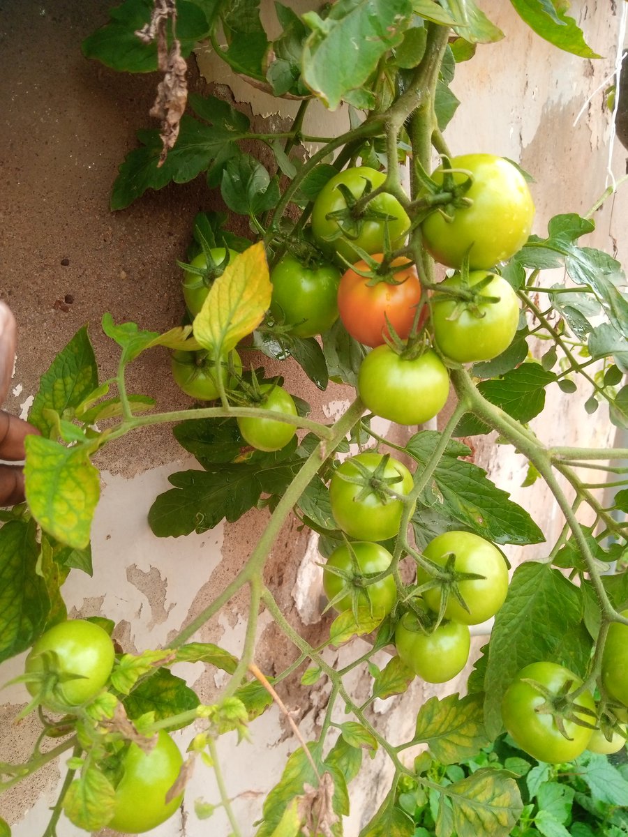 ekundayo_dami1's tweet photo. I used to have a farm land where I grow leafy and fruity veggies but people show me life, dem use àgbà for me, collected my 1 acre.
No giving up, result of my plastic recycling to grow #tomato.
I haven't gone to market for 2month now. My imagination worked with inverted planting. https://t.co/ZWIv4YFxCT