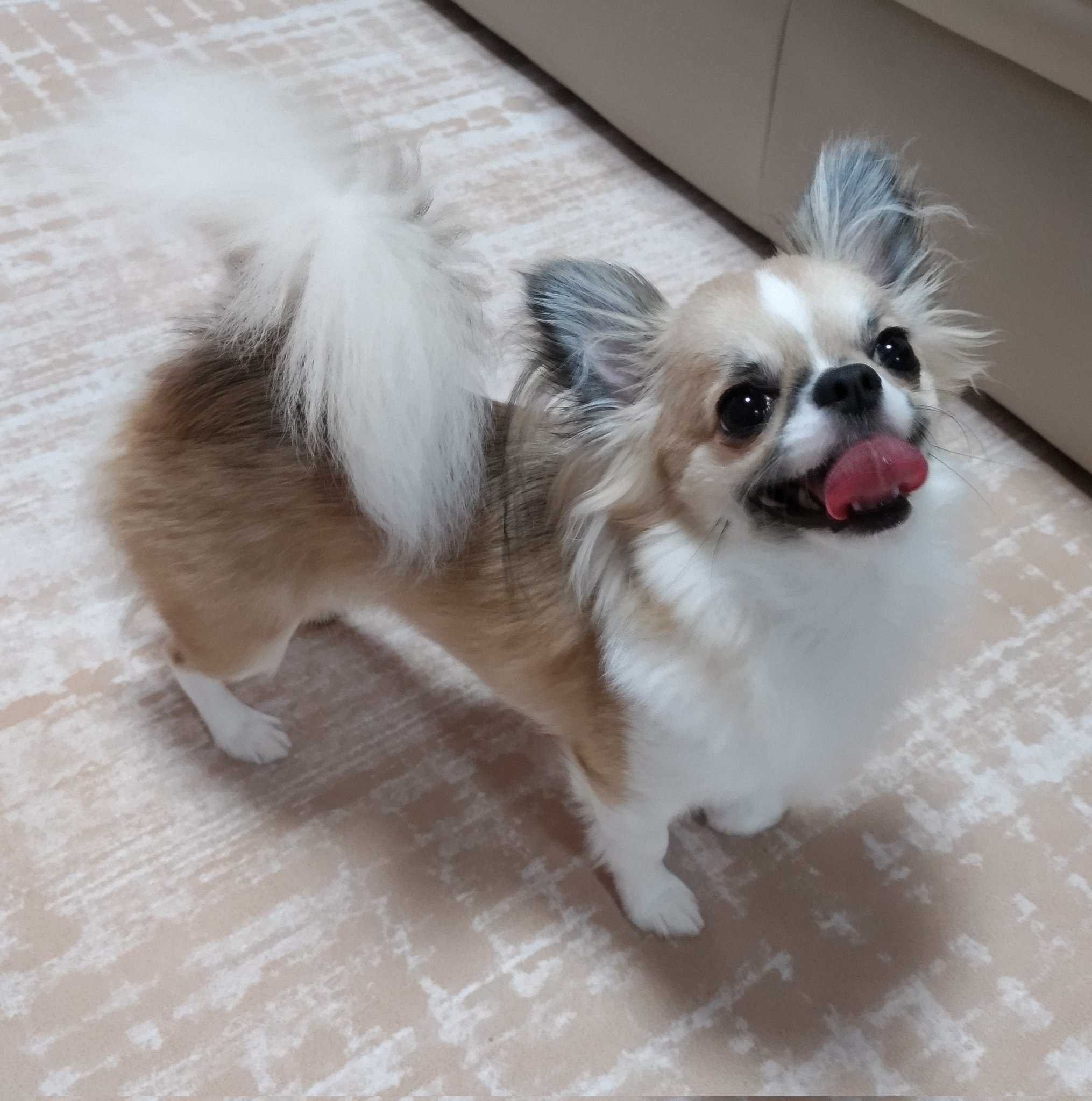 我が家の三男 れおはチワワ めずらしく満面の笑み ではなくて 遊んで疲れてはあはあ言ってるだけの犬 長男とはしゃぎすぎました 疲れてます ぶさかわ 笑顔がかわいくない チワワ 犬のいる暮らし T Co Vgsn0i0v4w Twitter