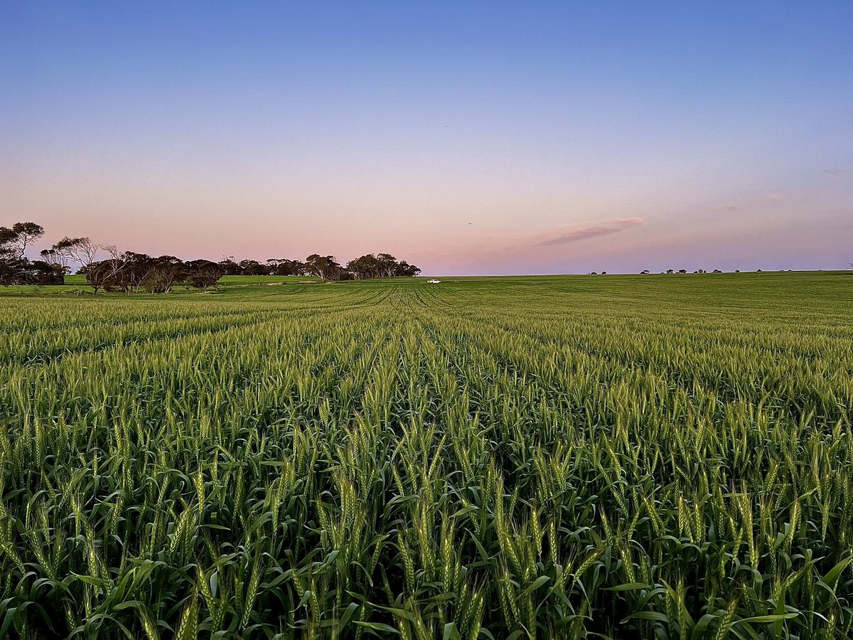 Patrick Way tweet media