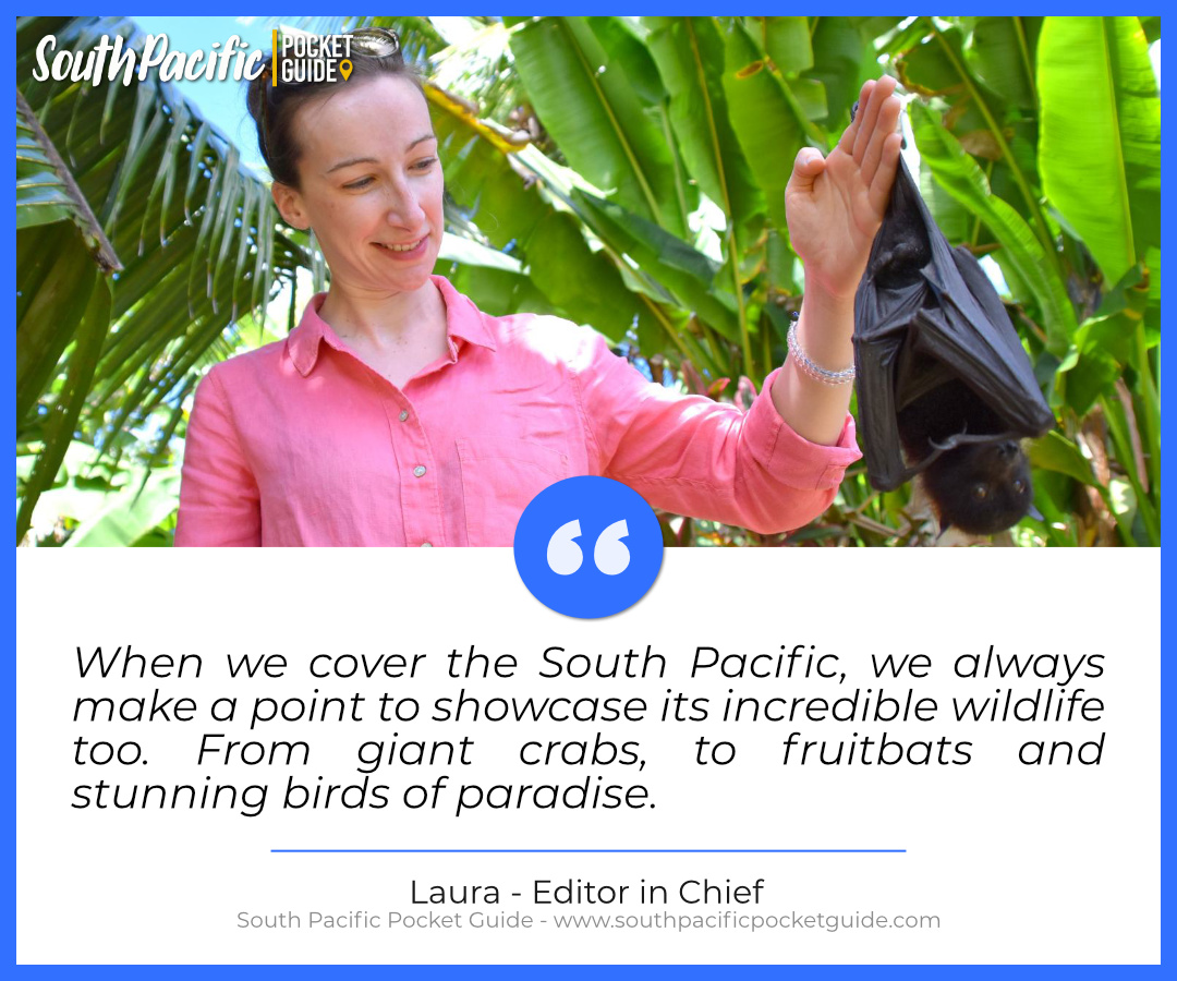 SPPocketGuide's tweet image. 💚 Like if you agree!
#southpacificpocketguide #pacificislands #travel #dreamdestinations #island #pacificocean #oceania #pacific #polynesia #tavelingsoul #paradise #beachlife #beautiful #paradiseisland