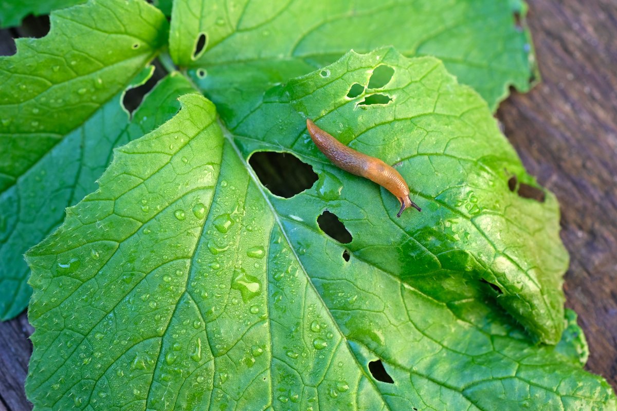 ERC_Research's tweet photo. DYK that plants "smell" danger and can release chemicals to start building up their defences when attacked?
🌱Find out more about @Matthias__Erb's research here: 👉 https://t.co/oa0usUEciE
#plantsignalling #volatile #robotictechnology #spectrometer @Cordis_eu @unibern https://t.co/x3TN0M4F1C