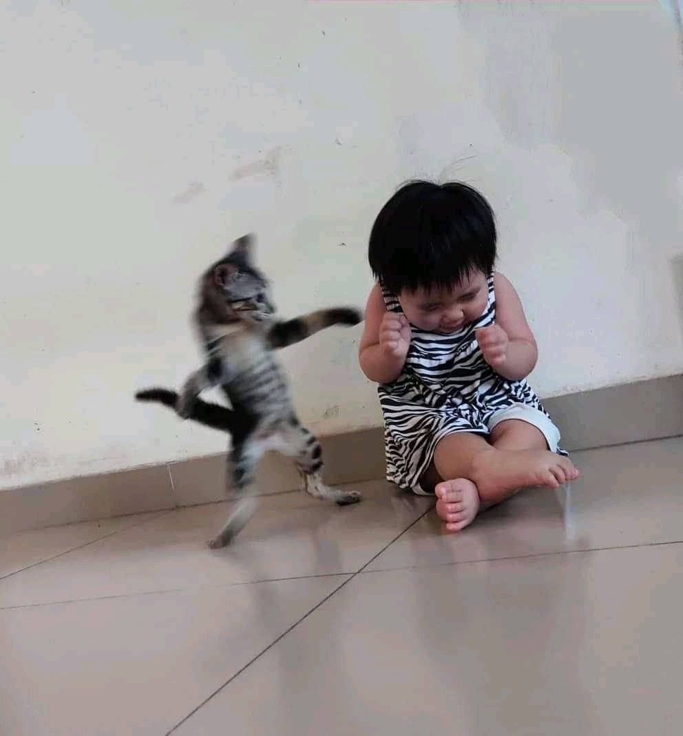 pets_fun_house's tweet photo. "Stop, kitty!"
"But I must dance!" https://t.co/6Q9CUML7xB