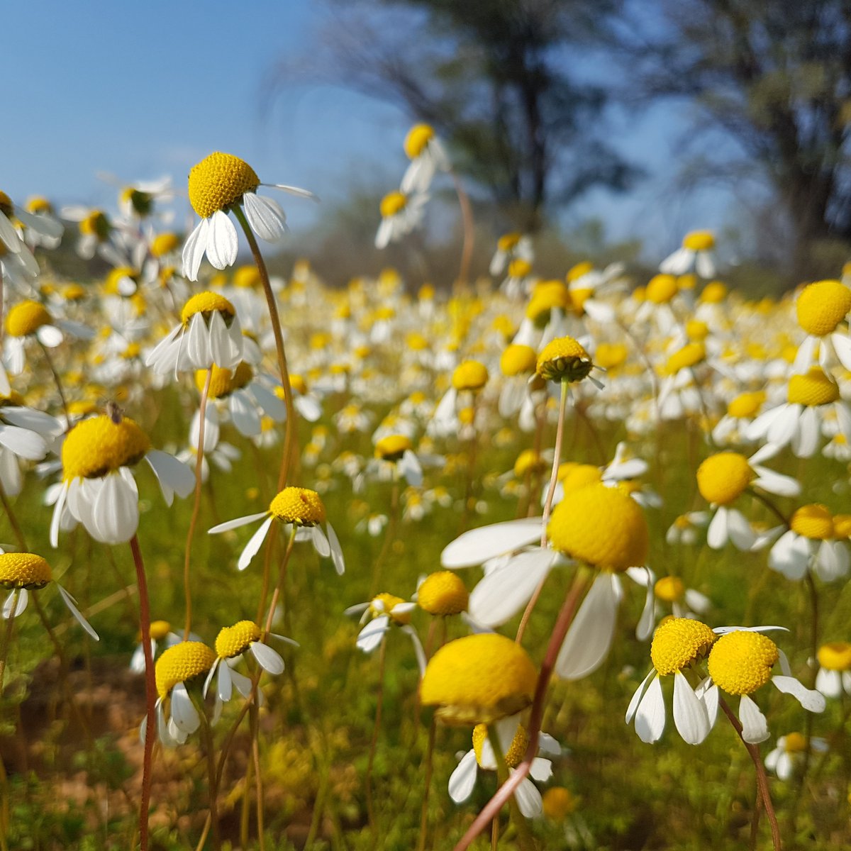 WeskusTourism's tweet photo. Stay updated with our #FlowerReport for the Wekus flower Hotspots! @visitNWC @Bergriviertour @HelloDarlingZA @discoverctwc 💚🦋🌝🌻https://t.co/W8UqHkmQIm https://t.co/qkIwfgFBQQ