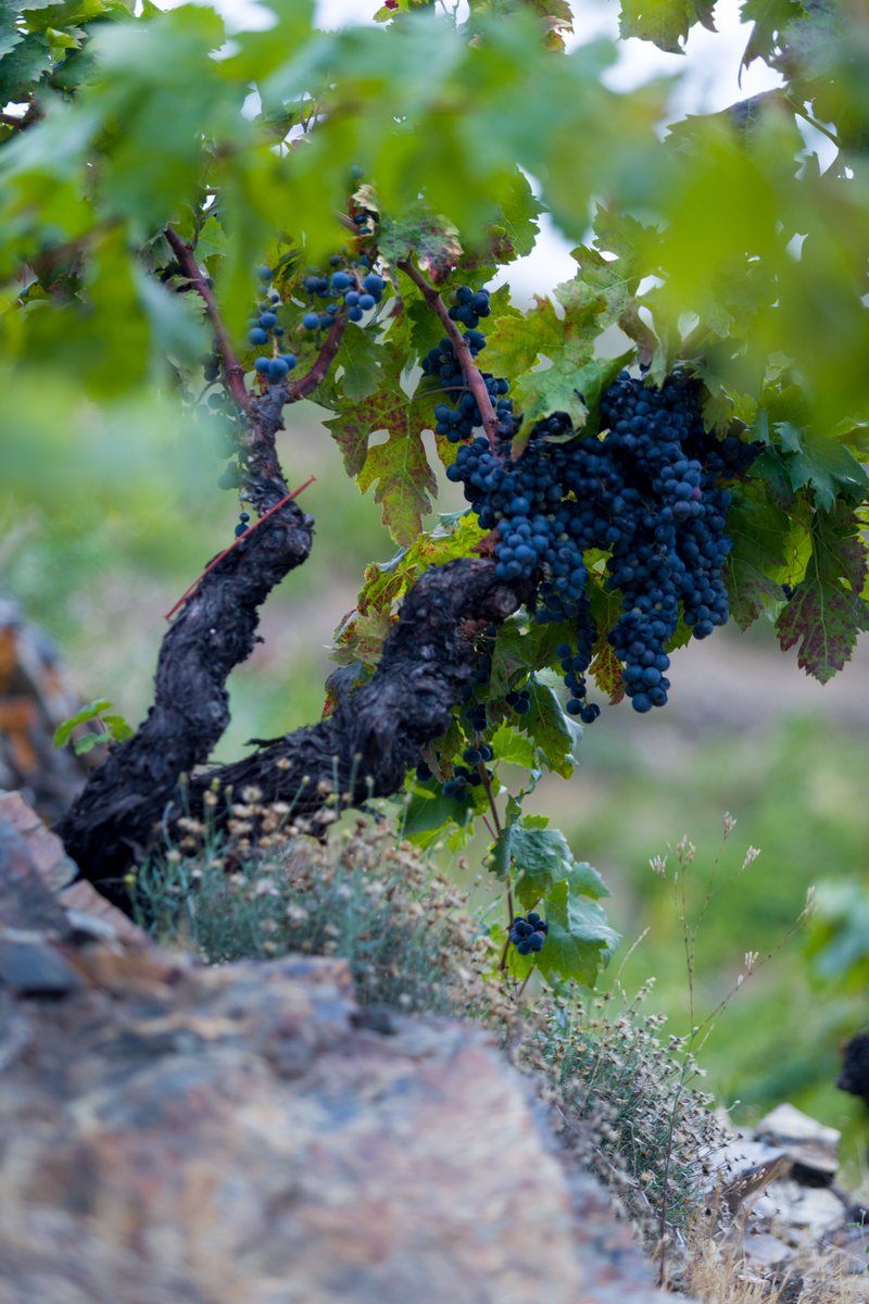 doqpriorat's tweet photo. 🍇 Al camp, continua el cicle.
ℹ Amb la col·laboració 👇
@costadauradatur
@terresebre
@Dipta_cat
#AuladeFormacio #AuladeFormacioDOQPriorat #VilesDOQPriorat #DOQPriorat #vinsdevila #Prioratvinsdunaterraunica #vinyesvelles #Priorat #winelover #winemaker #videvila https://t.co/B0enBKzEjI