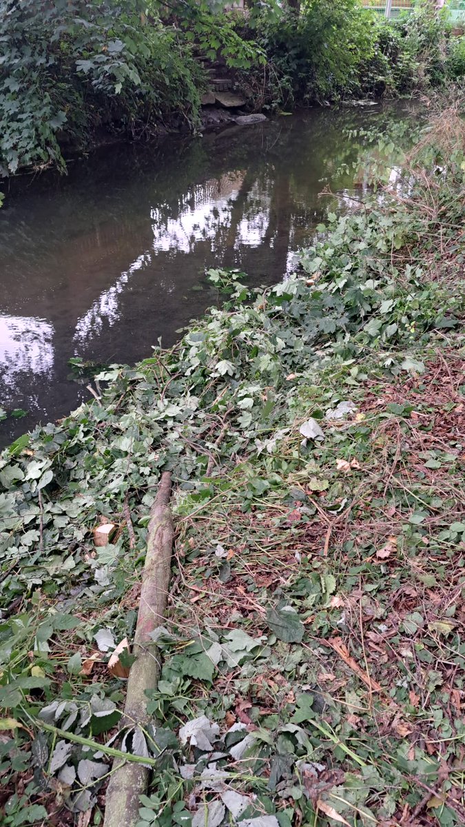 Creating natural tree-hinged berms for <a href="/WithamSlea/">Witham Slea Blue Green Corridor</a>. Amazing habitat creation and letting well needed light into the watercourse. #habitat #localbusiness #diversity #whiteclawedcrayfish #rivers