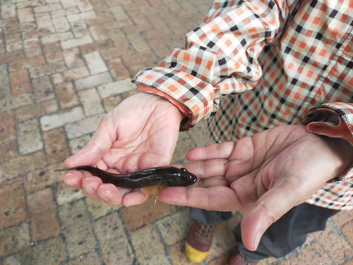 ct_fishing's tweet photo. 本日も楽しい釣りツアーになりました
ご参加いただいた皆さま、ありがとうございました🎣
次回のハゼ釣りツアーは10月5日（水）
https://t.co/HX3wKlIKsG

#ハゼ釣り　#旧中川　#CT釣り部 https://t.co/PcuEGKfNlj