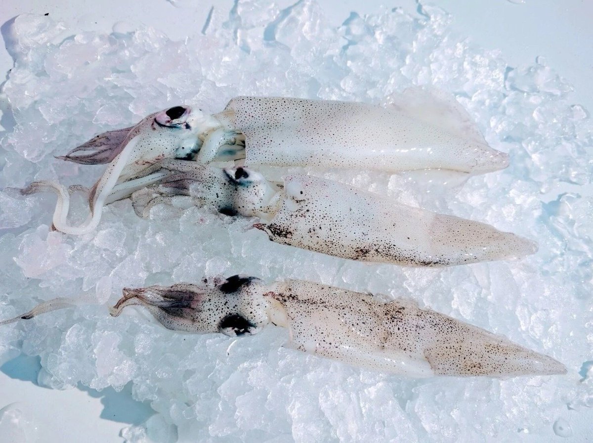 Turk. J. of Fish. & Aquat. Sci. tweet media