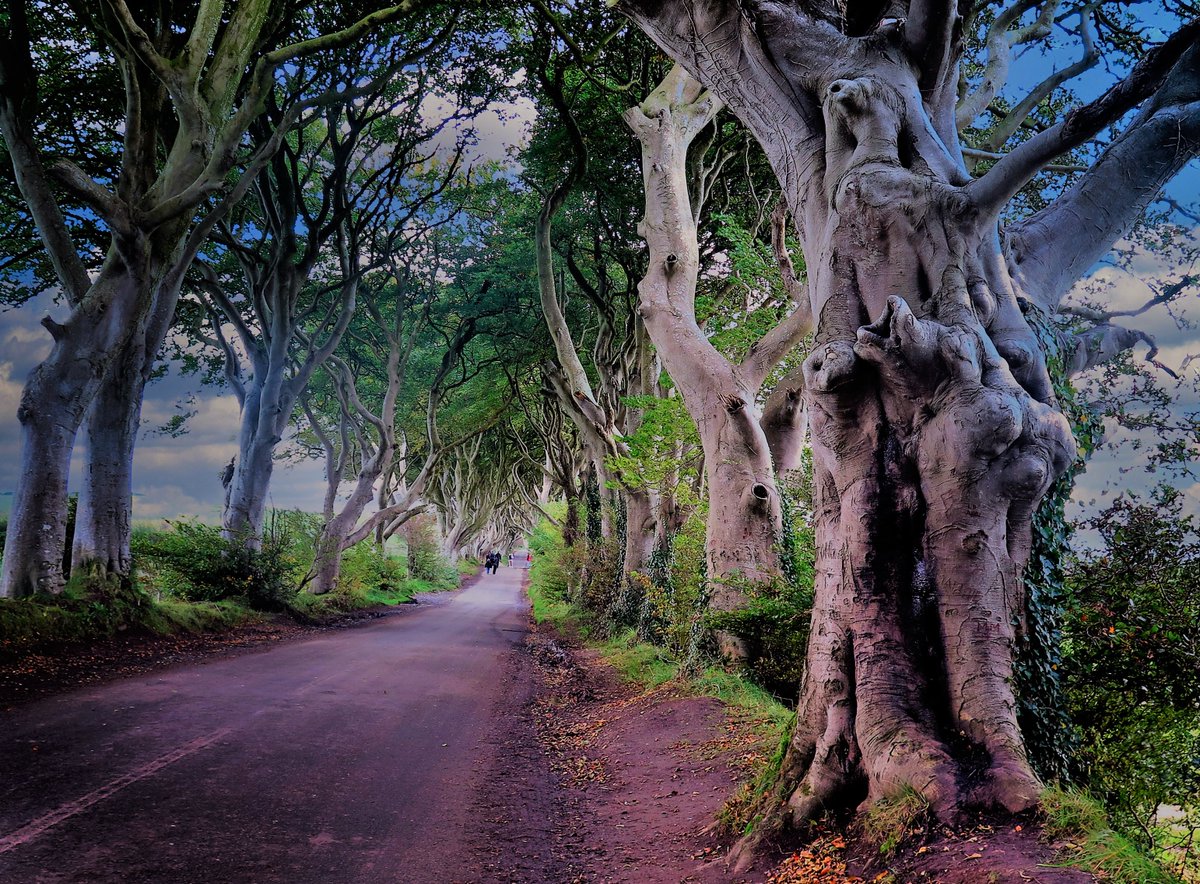 annlizkelly's tweet image. The Dark Hedges from a few years ago.  Not today! #DarkHedges #GameOfThrones  #CausewayCoast #VisitCauseway #photography #NorthCoast @DiscoverNI @LoveBallymena @nigelmillen @antonirish