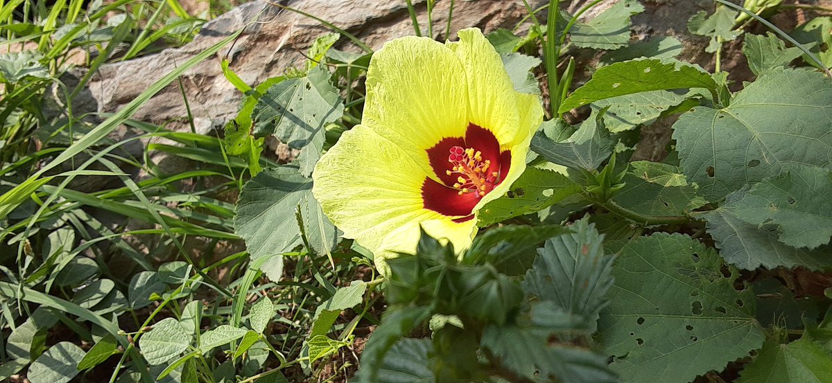 محمد عبدالسلام فائد عبده (@ran77056) on Twitter photo 