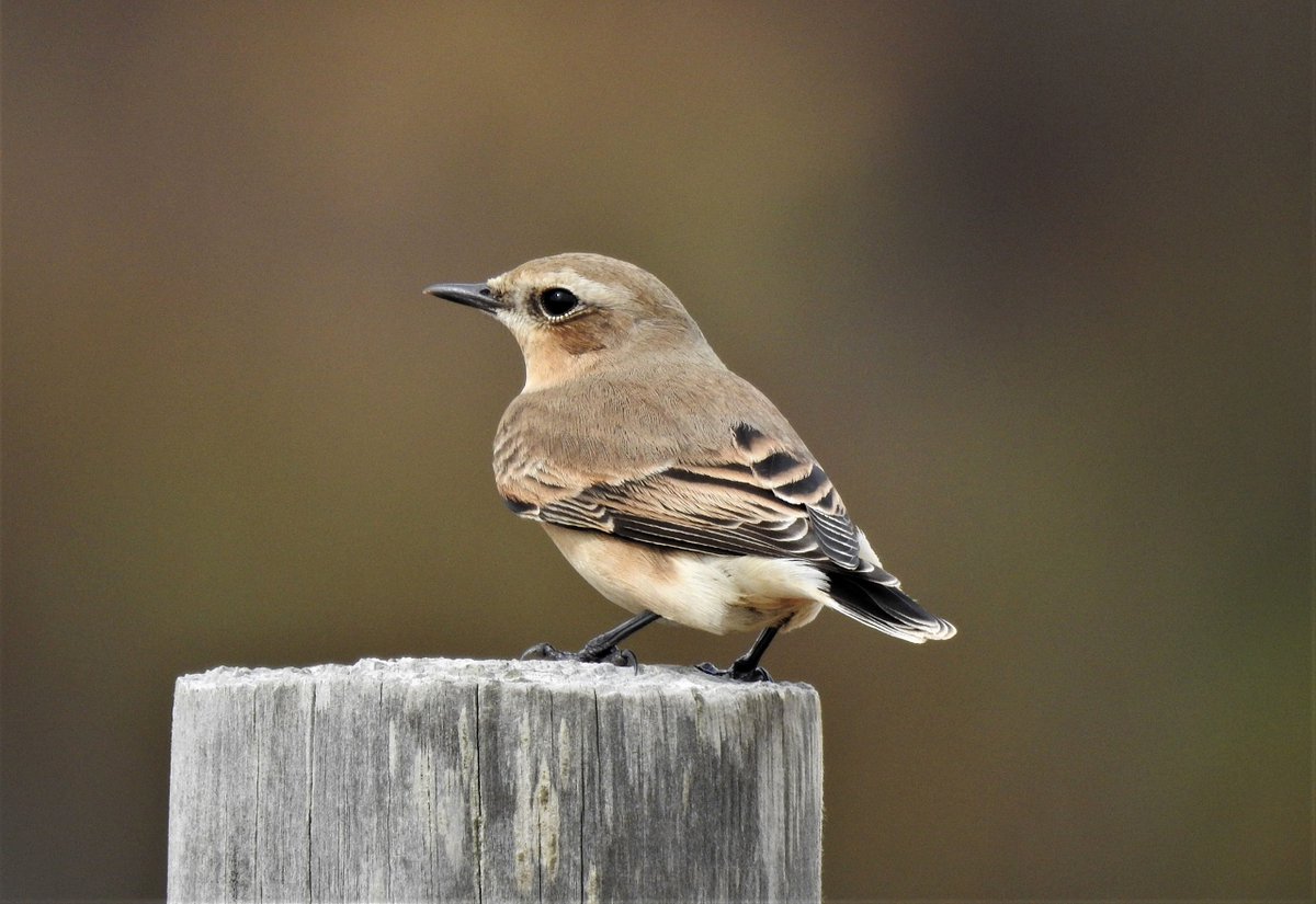 A Wheatear pauses briefly on the Suffolk coast, before continuing its long autumn migration to sub-Saharan Africa - bon voyage! @RSPBMinsmere @suffolkwildlife